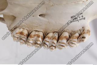 animal skull teeth 0026